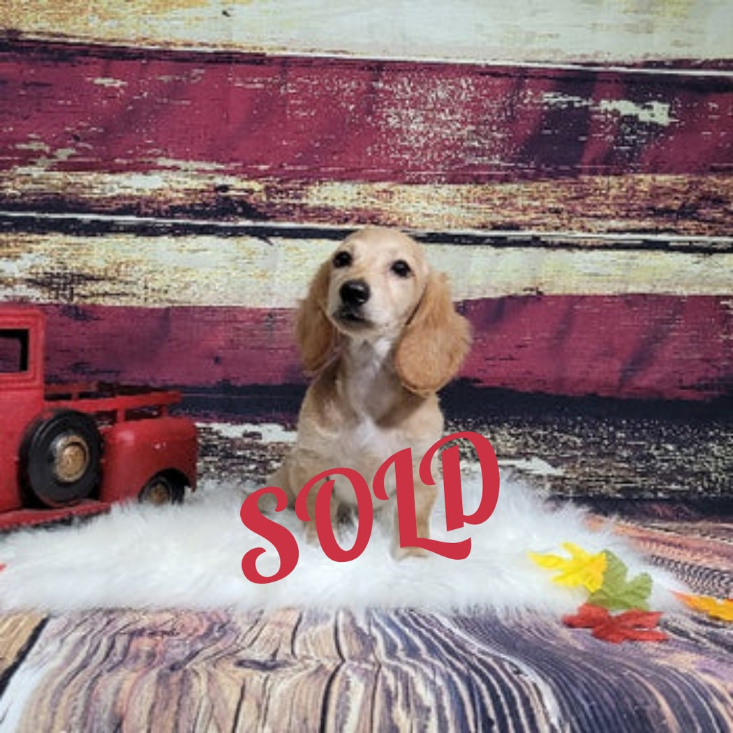 Available Puppies Glendale, AZ El Mirage, AZ Mesa, AZ Pratt's Pets