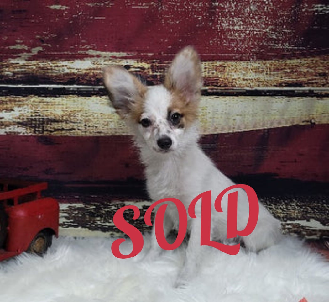 Available Puppies Glendale, AZ El Mirage, AZ Mesa, AZ Pratt's Pets