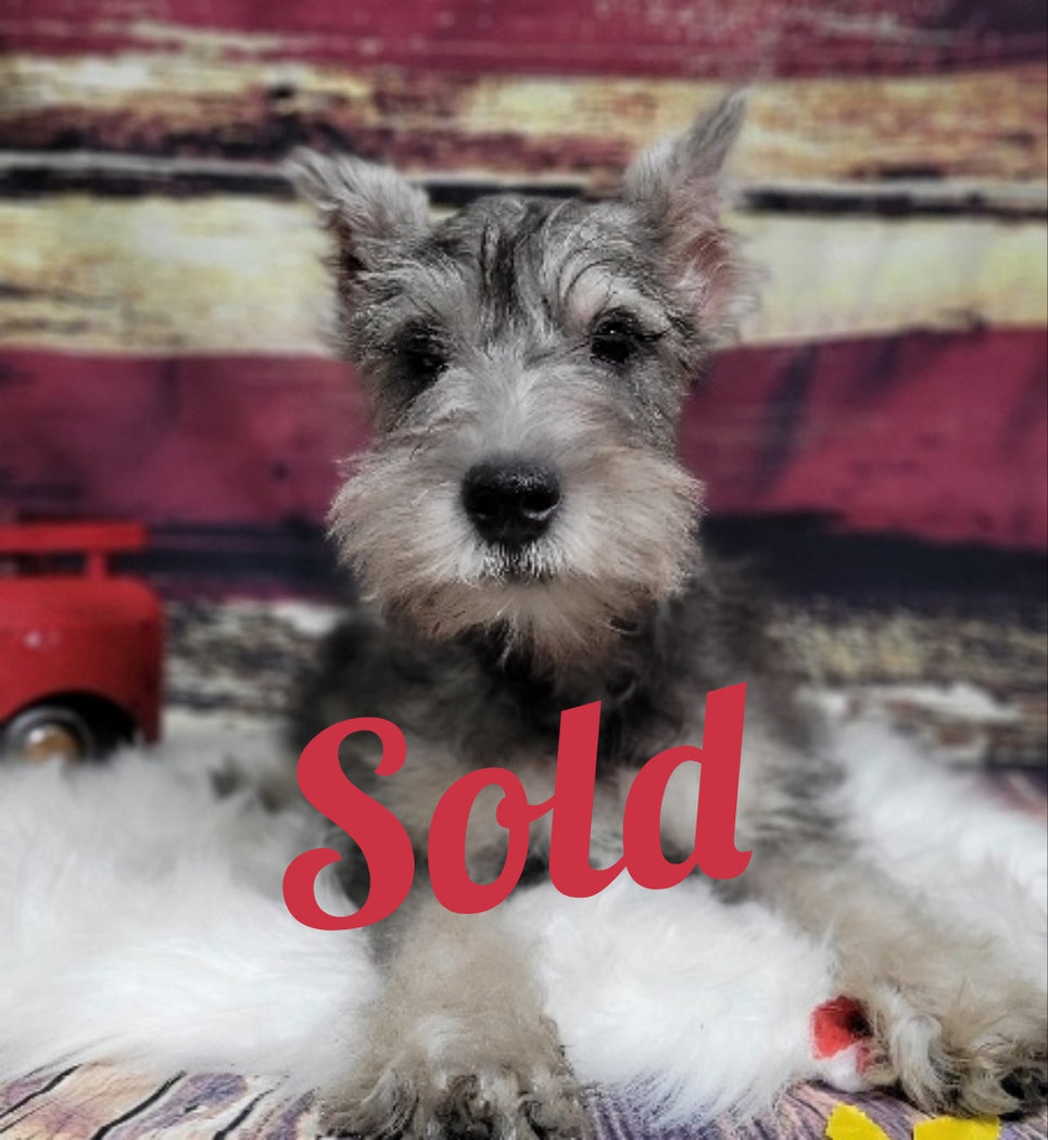 Available Puppies Glendale, AZ El Mirage, AZ Mesa, AZ Pratt's Pets