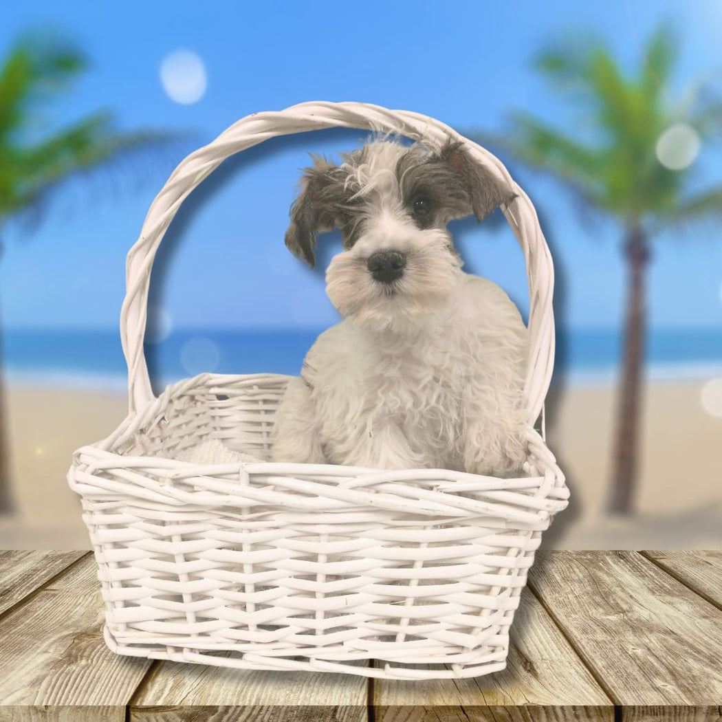 Available Puppies Glendale, AZ El Mirage, AZ Mesa, AZ Pratt's Pets