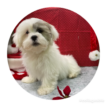 Breed: Lhasa Apso🐾 Fully Vaccinated,   Fixed: No, DOB: 09/26/24, Sex: Male, Colors: White & Brindle Registration: ACA, Call Mesa Pratts Pets for more information at (480) 361-7000