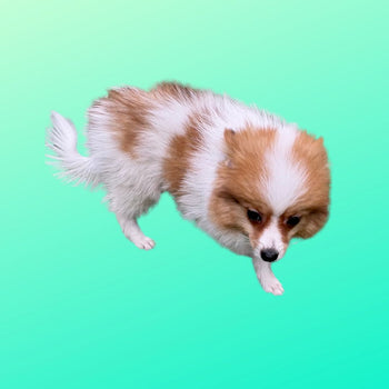Reggie