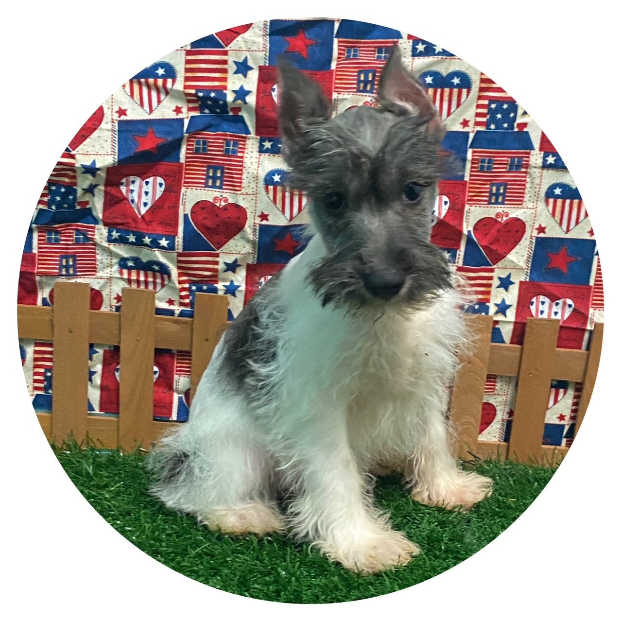 Available Puppies Glendale, AZ El Mirage, AZ Mesa, AZ Pratt's Pets