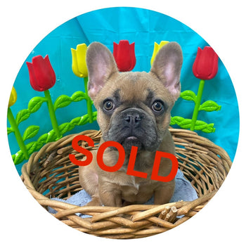 Breed: French Bulldog🐾 DOB: 12/8/23, Sex: Male, Colors: Fawn🤎, Registration: AKC, Call Mesa Pratts Pets for more information at (480) 361-7000