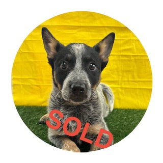Breed: Unregistered Australian Cattle Dog🐾 DOB: 2/14/26, Sex: Male, Color: Blue, Black & Tan  Fixed: No, Call Mesa Pratts Pets for more information at (480) 361-7000
