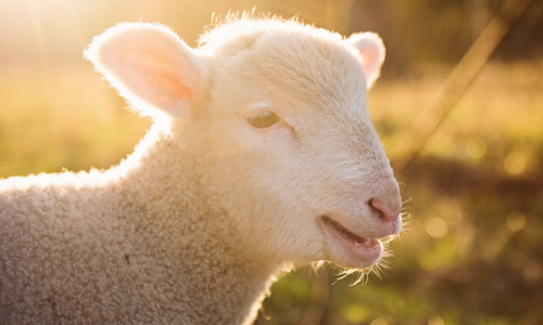 A close-up of a sheep at golden hour.