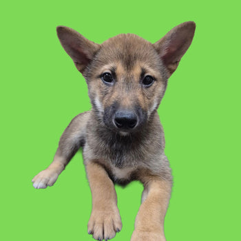Breed: Shiba Inu🐾 DOB: 2/14/26, Sex: Male, Color: Red Sesame, Fixed: No, Call El Mirage Pratts Pets for more information at (623)-544-1544