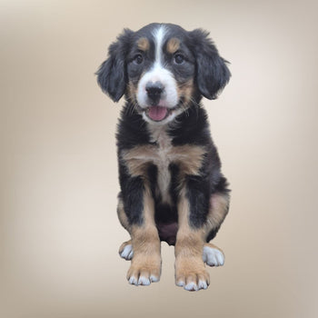 Breed: Australian Shepherd🐾 DOB: 4/27/26, Sex: Female, Color: Black Tri, Fixed: No, Call El Mirage Pratts Pets for more information at (623)-544-1544