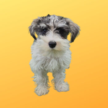 Breed: Mini Schnauzer🐾 DOB: 4/25/26, Sex: Male, Color: White and Gray, Fixed: No, Call El Mirage Pratts Pets for more information at (623)-544-1544