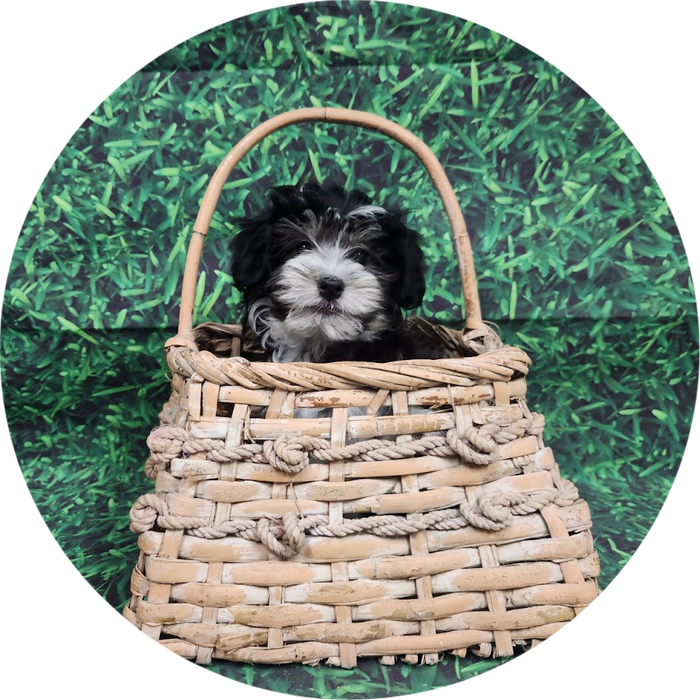 Available Puppies Glendale, AZ El Mirage, AZ Mesa, AZ Pratt's Pets