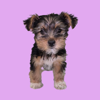 Breed: Yorkshire Terrier (Yorkie)🐾 DOB: 12/14/2025, Sex: Female, Color: Black and Tan, Fixed: No, Call El Mirage Pratts Pets for more information at (623)-544-1544