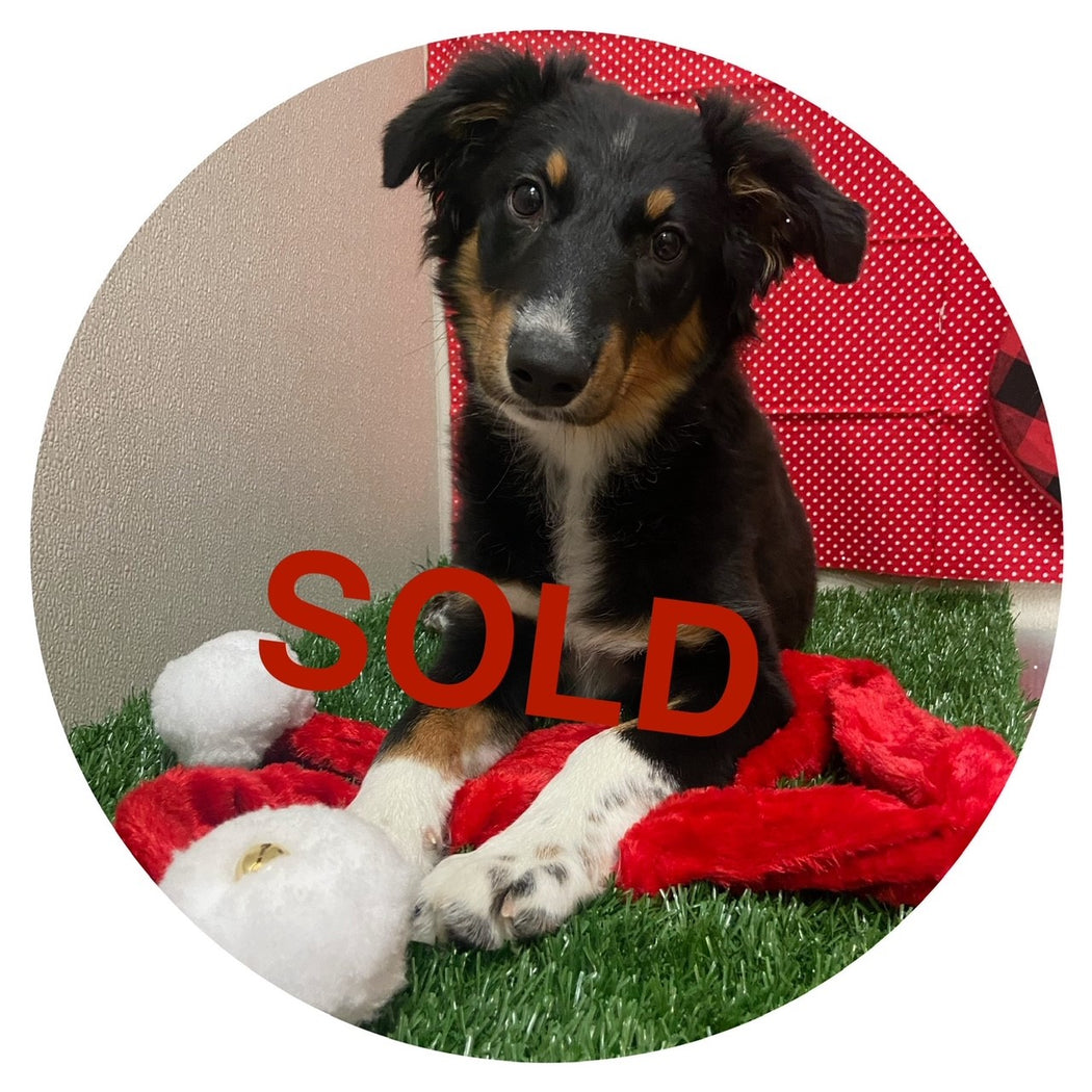 Available Puppies Glendale, AZ El Mirage, AZ Mesa, AZ Pratt's Pets