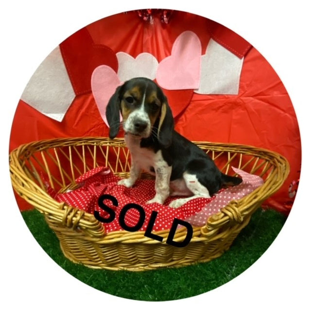 Available Puppies Glendale, AZ El Mirage, AZ Mesa, AZ Pratt's Pets