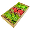 Exotic Nutrition NativeCritter Garden Dig Box