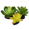 Komodo Succulent 3pk – Yellow/Green
