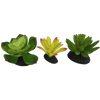 Komodo Succulent 3pk – Yellow/Green