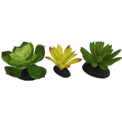 Komodo Succulent 3pk – Yellow/Green