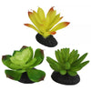 Komodo Succulent 3pk – Yellow/Green