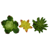 Komodo Succulent 3pk – Yellow/Green