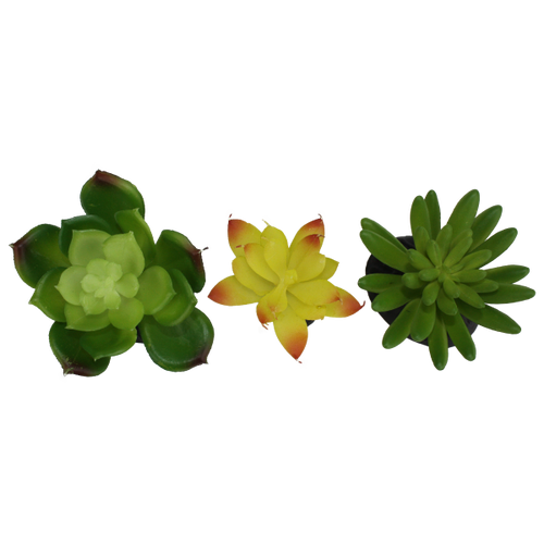 Komodo Succulent 3pk – Yellow/Green
