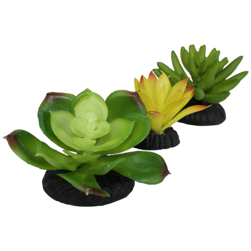 Komodo Succulent 3pk – Yellow/Green