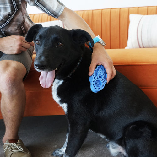 KONG  ZoomGroom Boysenberry Brush for Dogs