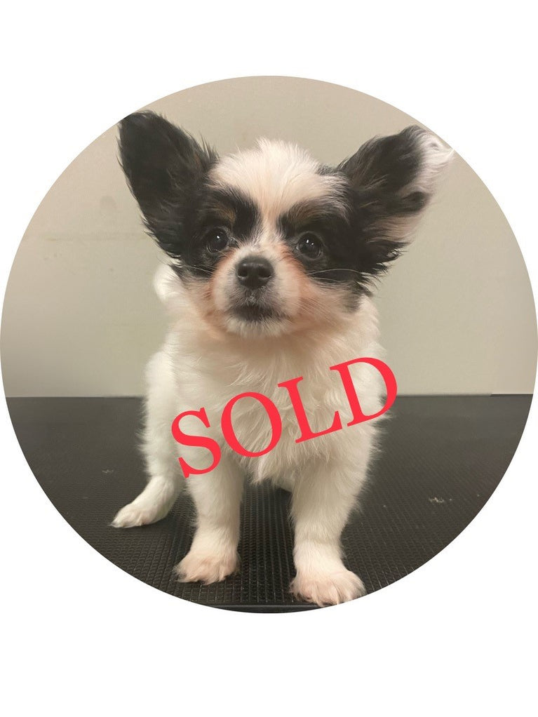 Available Puppies Glendale, AZ El Mirage, AZ Mesa, AZ Pratt's Pets