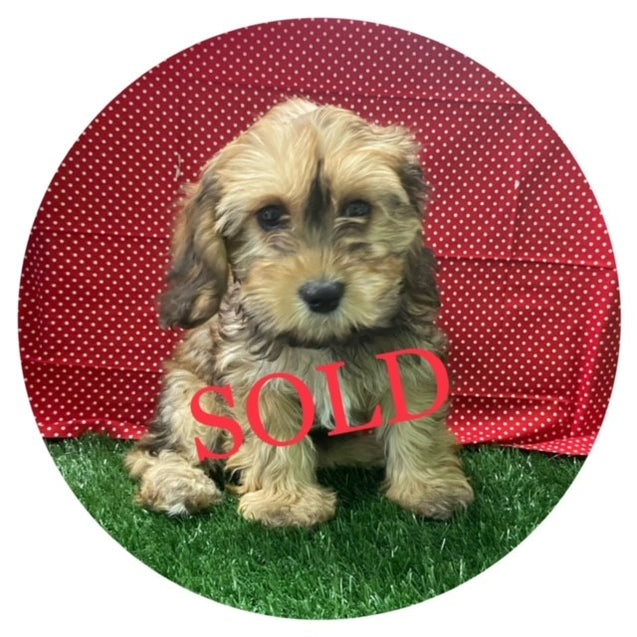 Available Puppies Glendale, AZ El Mirage, AZ Mesa, AZ Pratt's Pets