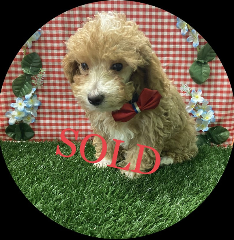 Available Puppies Glendale, AZ El Mirage, AZ Mesa, AZ Pratt's Pets