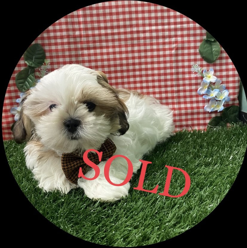 Available Puppies Glendale, AZ El Mirage, AZ Mesa, AZ Pratt's Pets