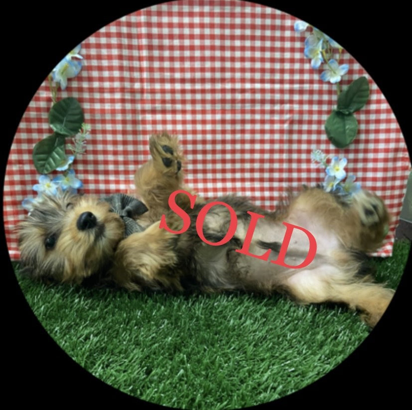 Available Puppies Glendale, AZ El Mirage, AZ Mesa, AZ Pratt's Pets