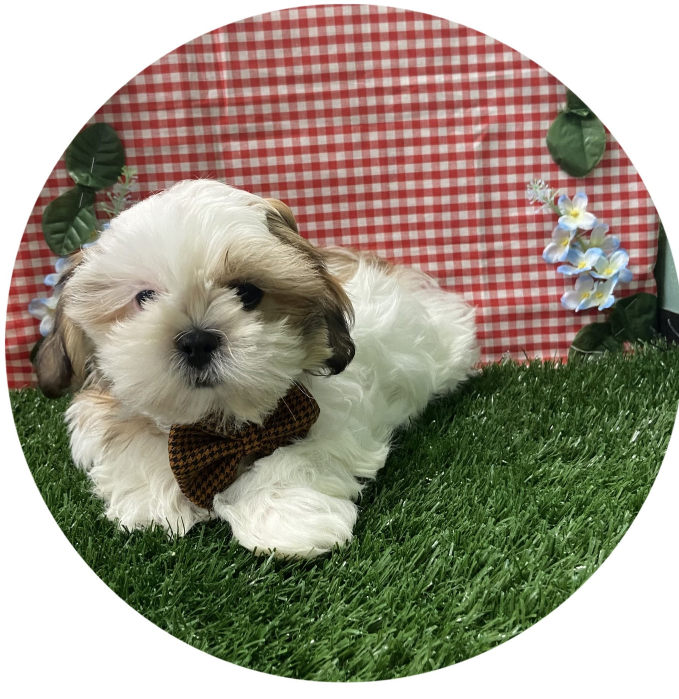 Available Puppies Glendale, AZ El Mirage, AZ Mesa, AZ Pratt's Pets