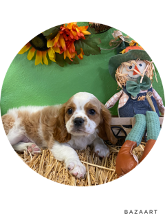 Cavalier King Charles Spaniel Puppies Available in Phoenix