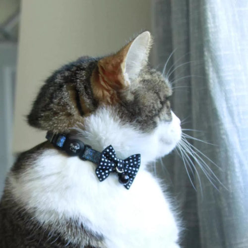 Coastal Pet Product Safe Cat Embellished Fashion Collar